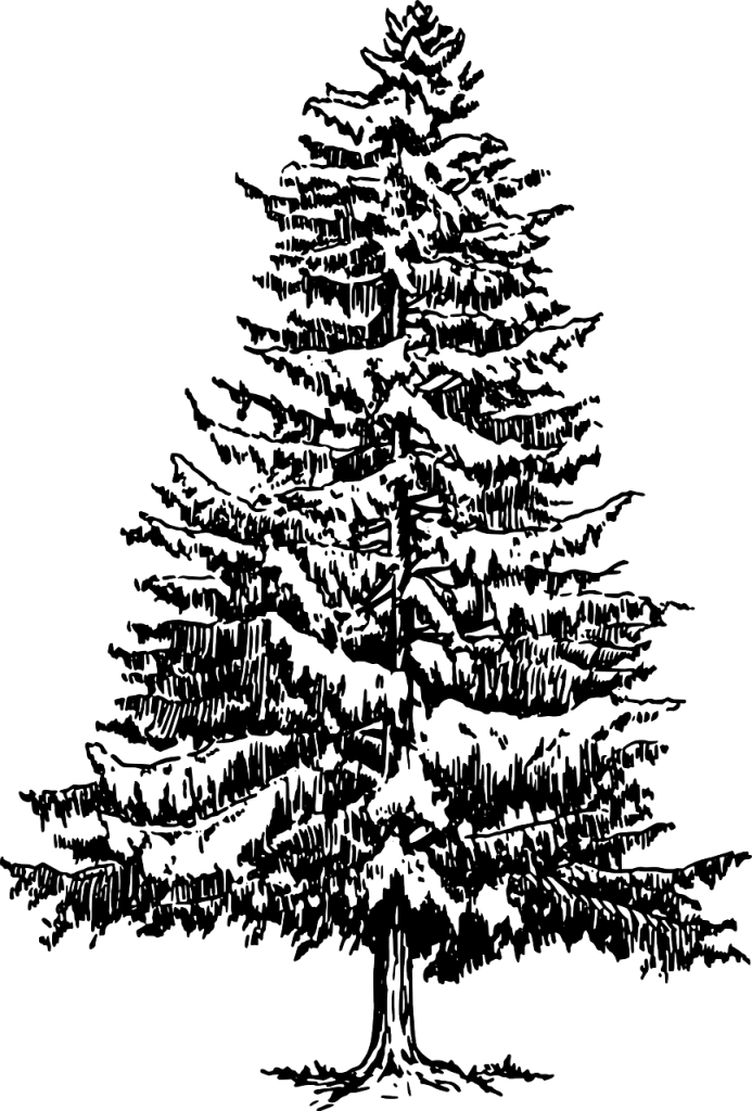 A black and white drawing of an evergreen tree.

Source: Pixabay.